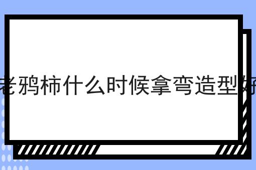 老鸦柿什么时候拿弯造型好