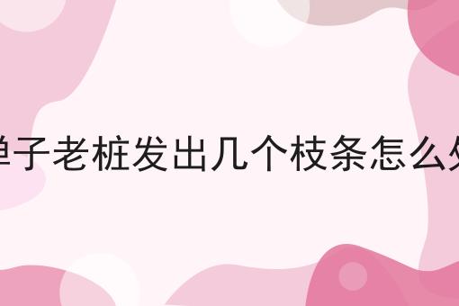 金弹子老桩发出几个枝条怎么处理