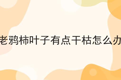 老鸦柿叶子有点干枯怎么办