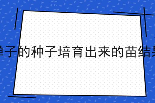 金弹子的种子培育出来的苗结果吗