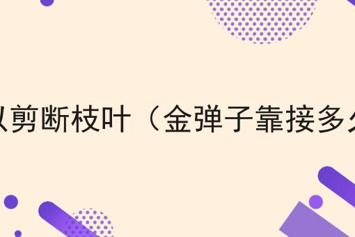 金弹子靠接多久可以剪断枝叶（金弹子靠接多久可以剪断枝叶子）