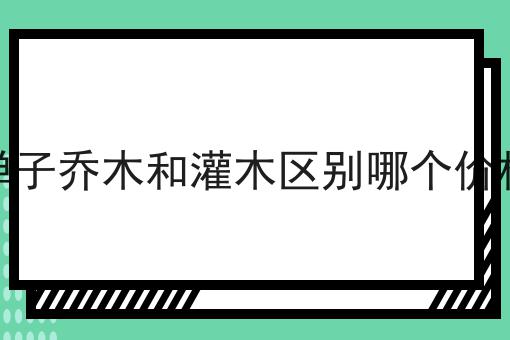 金弹子乔木和灌木区别哪个价格高