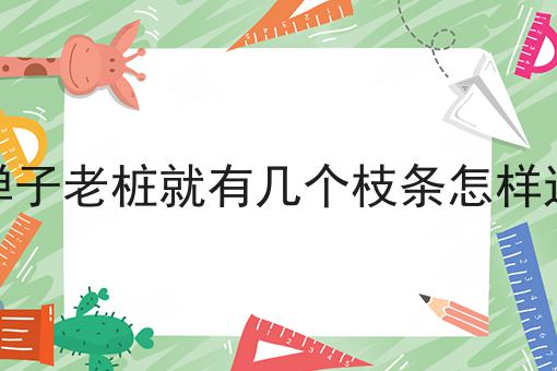 金弹子老桩就有几个枝条怎样造型