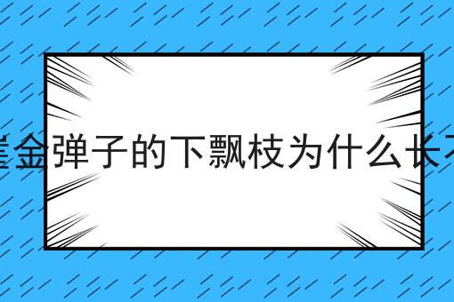 悬崖金弹子的下飘枝为什么长不旺