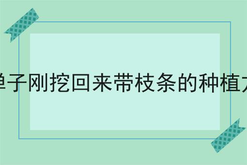 金弹子刚挖回来带枝条的种植方法