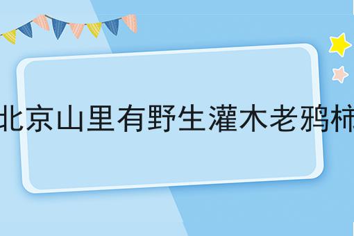 北京山里有野生灌木老鸦柿