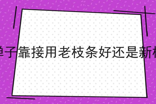 金弹子靠接用老枝条好还是新枝条