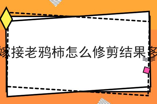 嫁接老鸦柿怎么修剪结果多