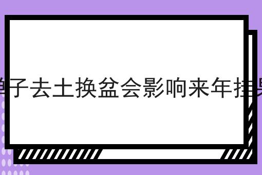 金弹子去土换盆会影响来年挂果吗