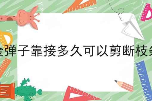 金弹子靠接多久可以剪断枝条