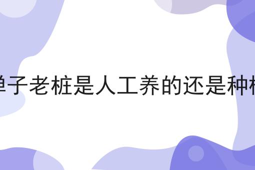 金弹子老桩是人工养的还是种植的