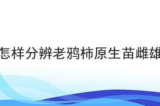 怎样分辨老鸦柿原生苗雌雄