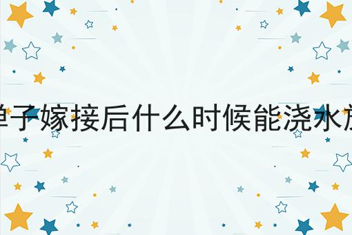 金弹子嫁接后什么时候能浇水施肥