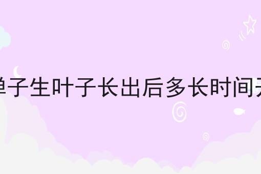 金弹子生叶子长出后多长时间开花