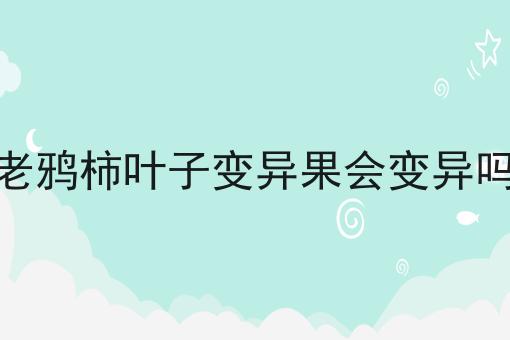 老鸦柿叶子变异果会变异吗