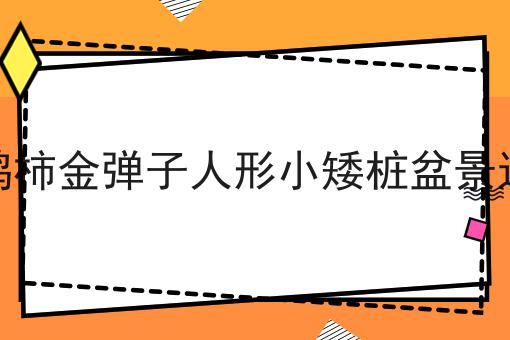 老鸦柿金弹子人形小矮桩盆景造型