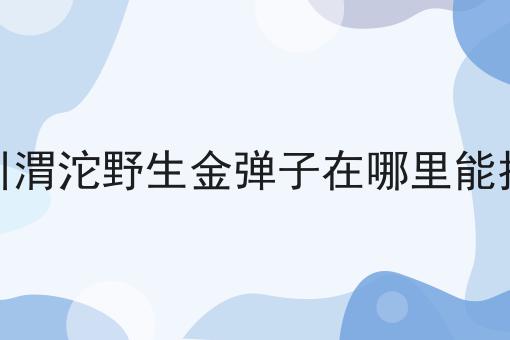 合川渭沱野生金弹子在哪里能找到