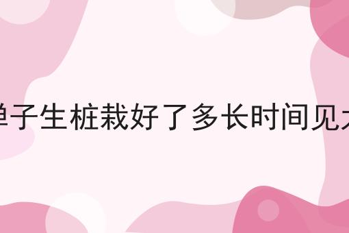 金弹子生桩栽好了多长时间见太阳