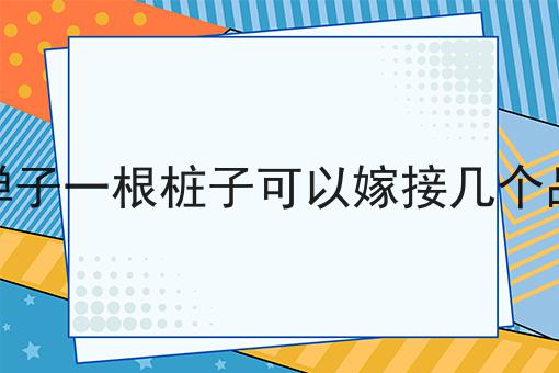 金弹子一根桩子可以嫁接几个品种