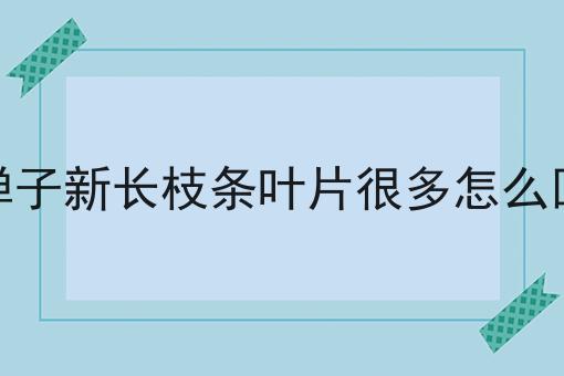 金弹子新长枝条叶片很多怎么回事