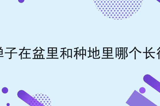 金弹子在盆里和种地里哪个长得快