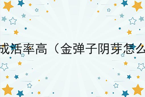 金弹子阴芽怎么栽培成活率高（金弹子阴芽怎么栽培成活率高一些）