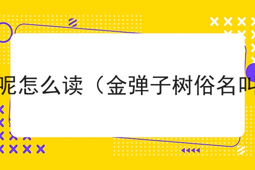 金弹子树俗名叫什么呢怎么读（金弹子树俗名叫什么呢怎么读拼音）