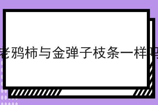 老鸦柿与金弹子枝条一样吗