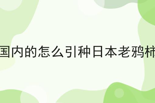 国内的怎么引种日本老鸦柿