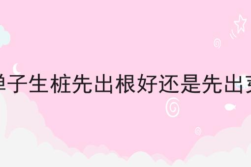 金弹子生桩先出根好还是先出芽好