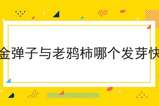 金弹子与老鸦柿哪个发芽快