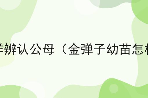 金弹子树怎样辨认公母（金弹子幼苗怎样辨别公母）