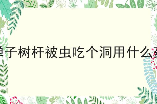 金弹子树杆被虫吃个洞用什么药好