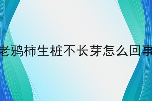 老鸦柿生桩不长芽怎么回事