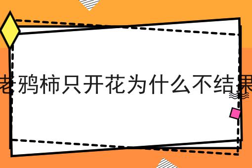 老鸦柿只开花为什么不结果