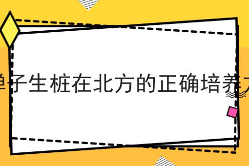 金弹子生桩在北方的正确培养方法