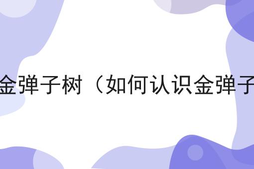 如何认识金弹子树（如何认识金弹子树的花）