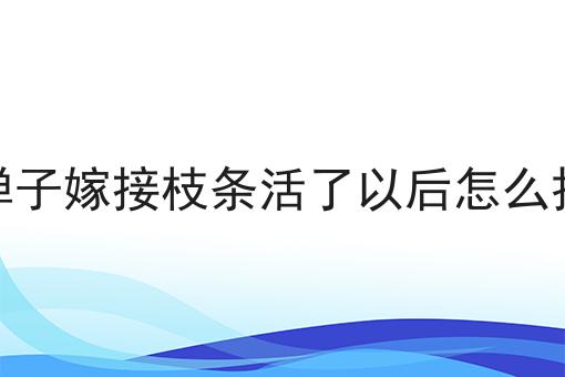 金弹子嫁接枝条活了以后怎么拆包