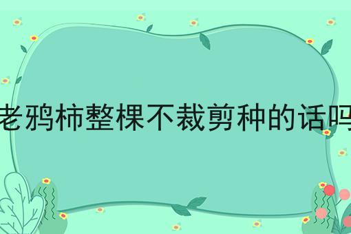 老鸦柿整棵不裁剪种的话吗