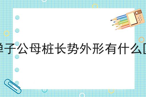 金弹子公母桩长势外形有什么区别