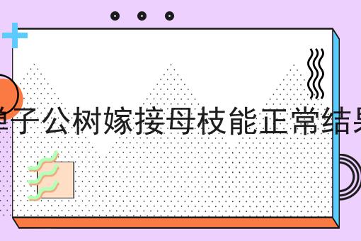 金弹子公树嫁接母枝能正常结果吗