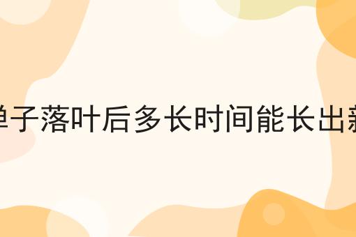 金弹子落叶后多长时间能长出新叶