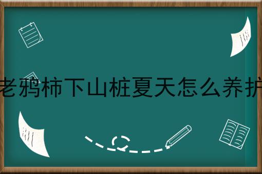 老鸦柿下山桩夏天怎么养护