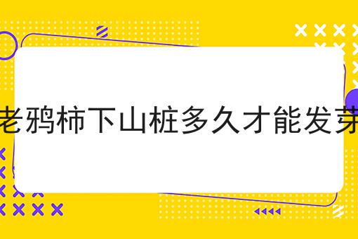 老鸦柿下山桩多久才能发芽