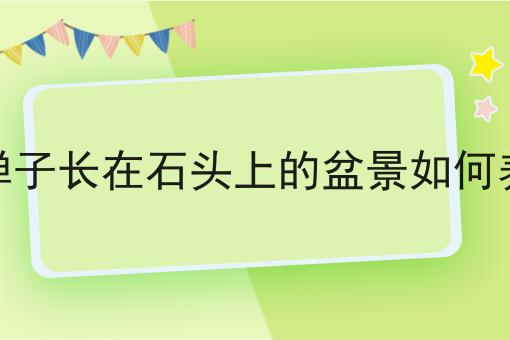 金弹子长在石头上的盆景如何养护