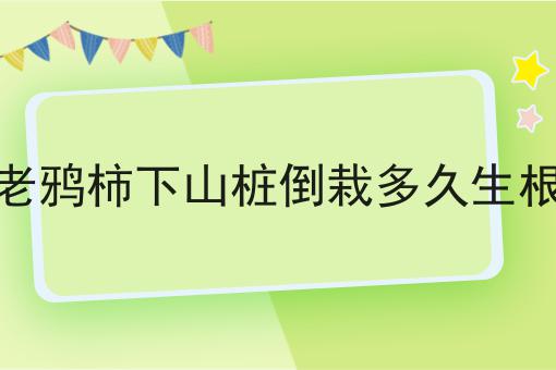 老鸦柿下山桩倒栽多久生根