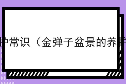 金弹子盆景怎么养护常识（金弹子盆景的养护和管理基本要点）