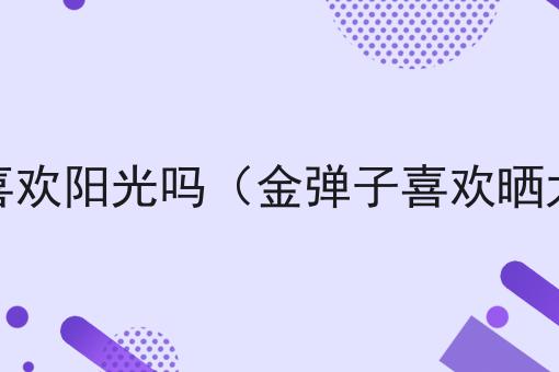 金弹子喜欢阳光吗（金弹子喜欢晒太阳吗）