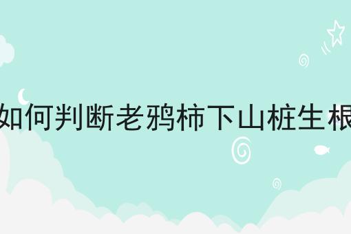 如何判断老鸦柿下山桩生根