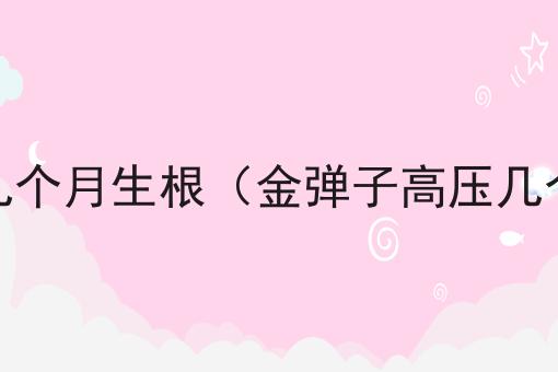 金弹子高压几个月生根（金弹子高压几个月生根啊）